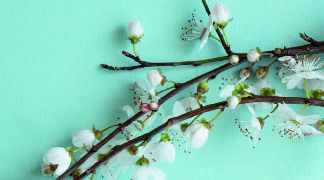 L’acné, la combattre grâce au JetPeel