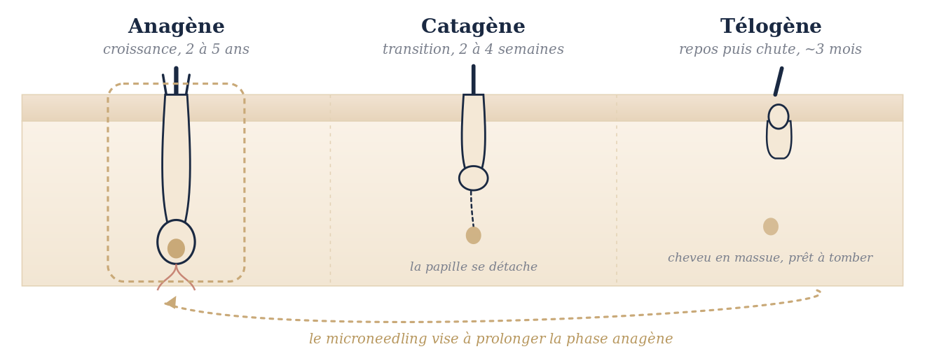 Microneedling capillaire : réveiller ses follicules et retrouver de la densité 10 Le cycle du cheveu : phases anagène, catagène et télogène
